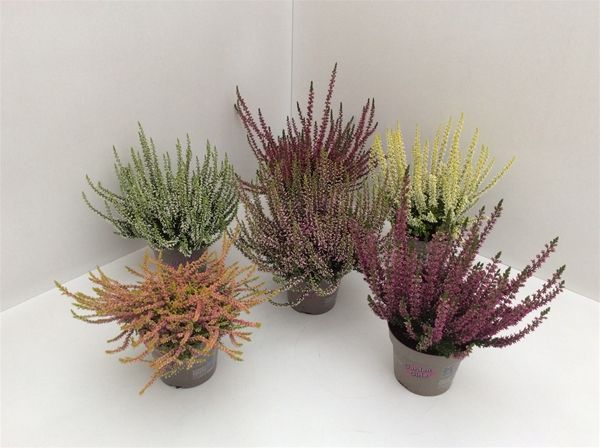 CALLUNA G.G. MIX