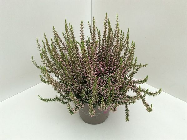 CALLUNA G.G. ROSA