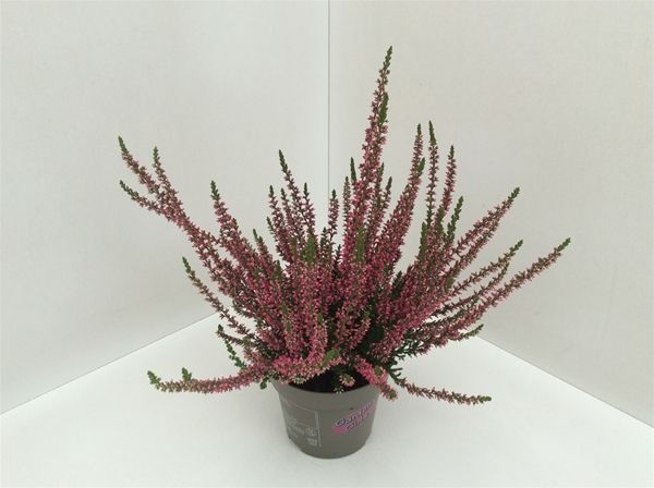 CALLUNA G.G. ROUGE
