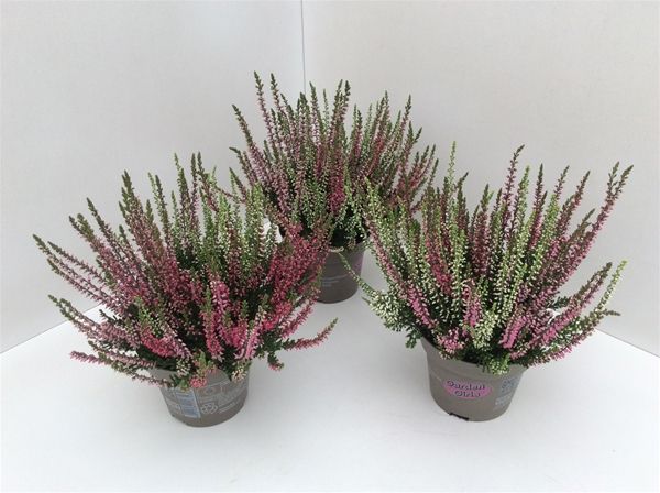 CALLUNA G.G. TRIOGIRLS LILA