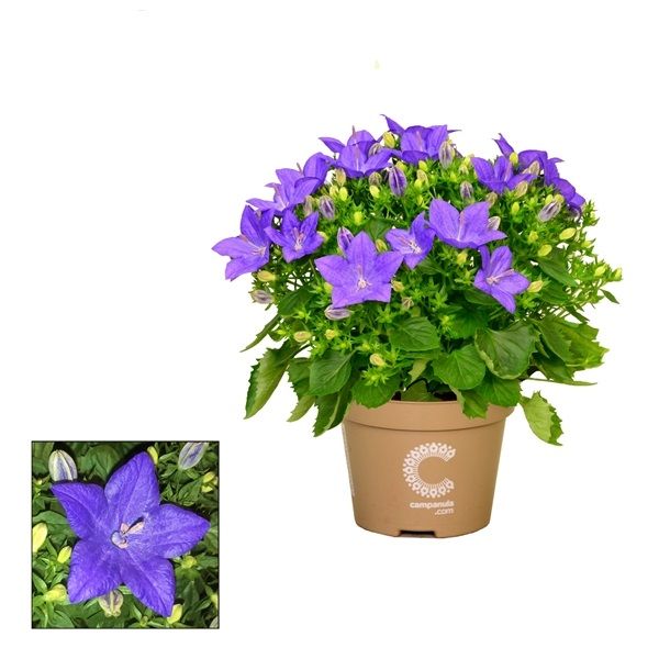 CAMPANULA ISOPHYLLA