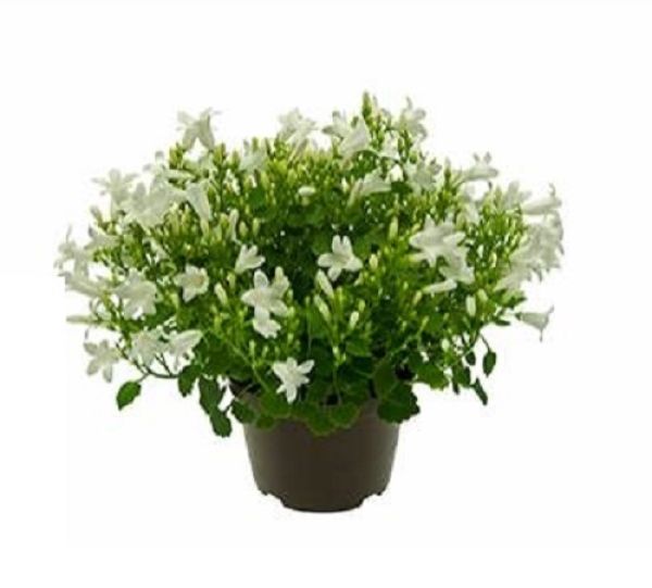 CAMPANULA PORTENSCHLAGIANA