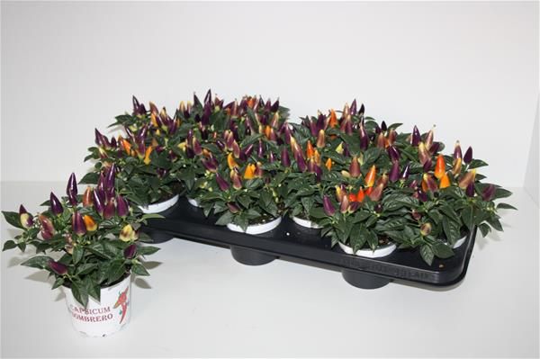 CAPSICUM SOMBRERO MULTICOLOR