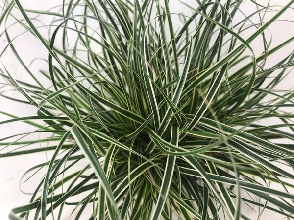 CAREX CONICA SNOWLINE