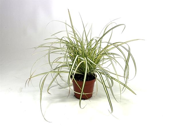 CAREX HACHIJOENSIS EVERGOLD