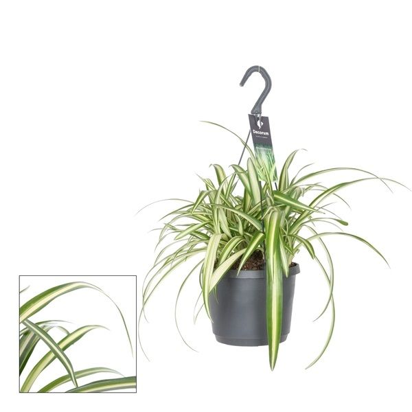 CHLOROPHYTUM COMOSUM
