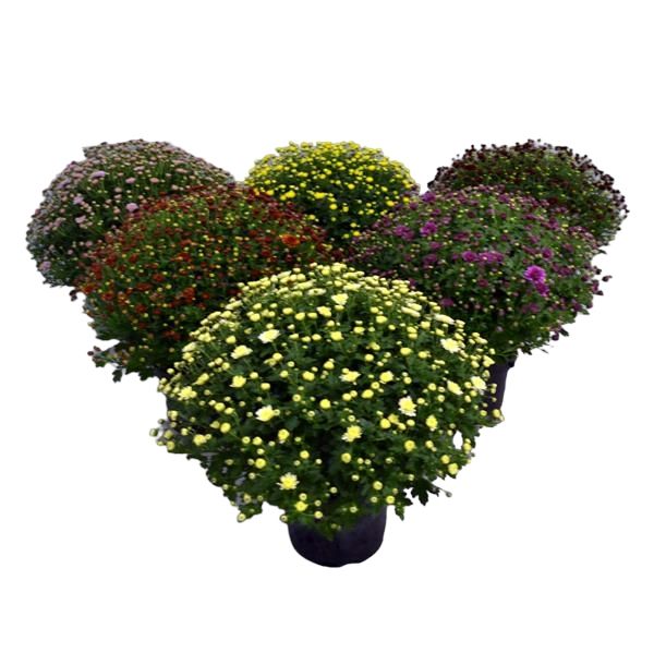 CHRYSANTHEME BOULE