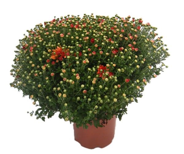 CHRYSANTHEME BOULE