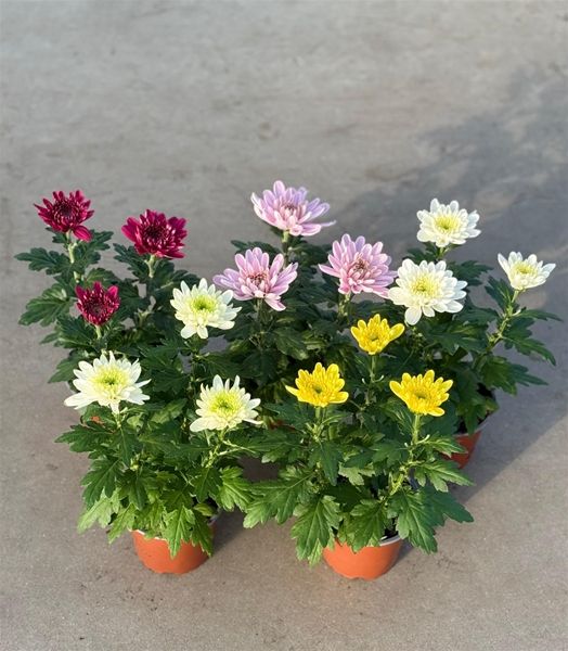 CHRYSANTHEME DECO ZEMBLA