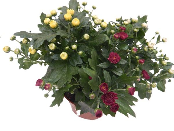 CHRYSANTHEME GARDENMUM CARNAVAL