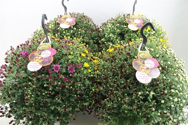 CHRYSANTHEME SKYFALL TRIO SUSP.