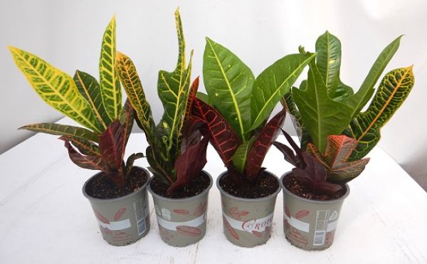 CODIAEUM MIX
