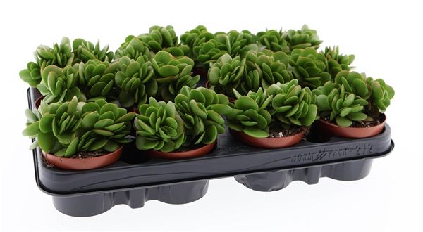 CRASSULA SWAZIENSIS