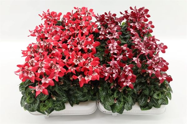 CYCLAMEN PERS. DJIX