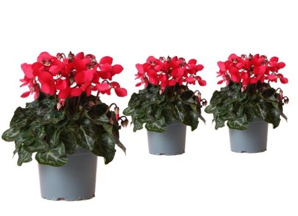 CYCLAMEN PERS. DJX ROUGE