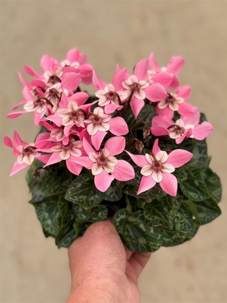 CYCLAMEN PERS. DJX SAUMON