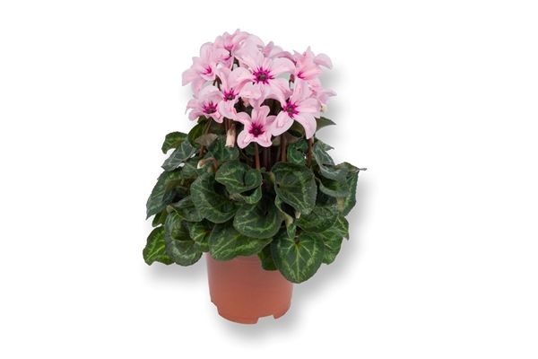 CYCLAMEN PERS. ILLUSA