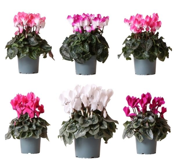 CYCLAMEN PERS. MIX