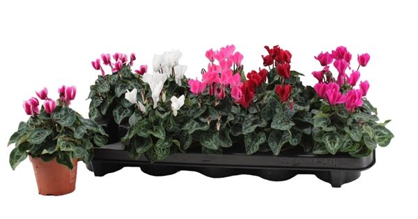 CYCLAMEN PERS. MIX