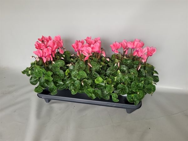 CYCLAMEN PERS. SUPER SERIE