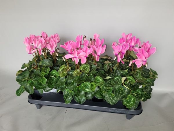 CYCLAMEN PERS. SUPER SERIE