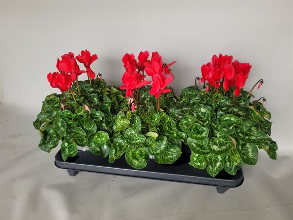 CYCLAMEN PERS. SUPER SERIE