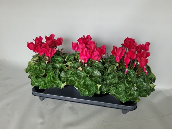 CYCLAMEN PERS. SUPER SERIE