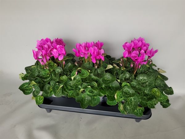 CYCLAMEN PERS. SUPER SERIE