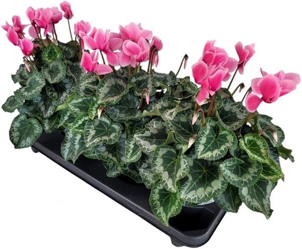 CYCLAMEN PERS. SUPER SERIE