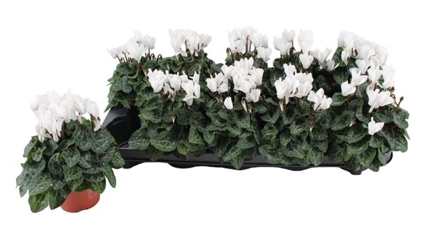 CYCLAMEN PERS. VERANO