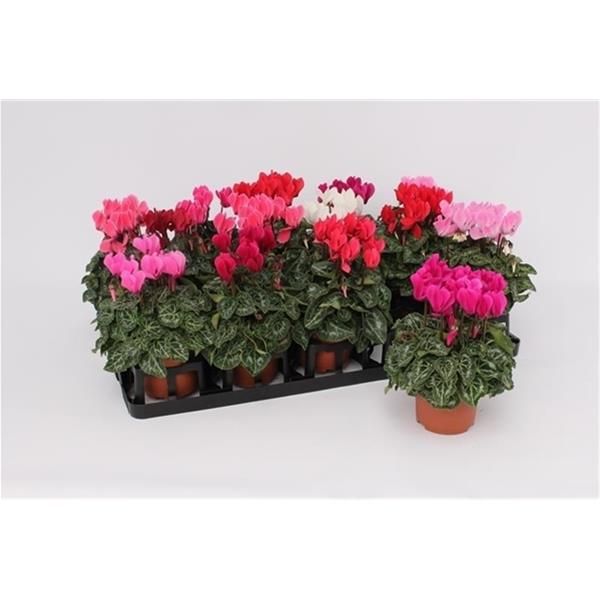 CYCLAMEN PERS. VERANO