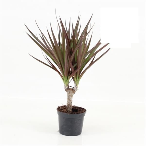 DRACAENA MAGENTA