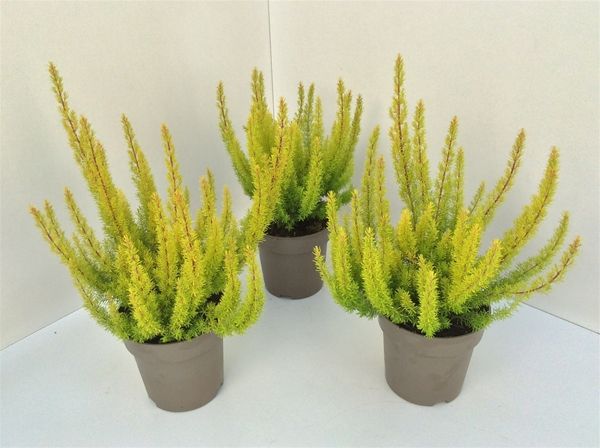ERICA ARBOREA