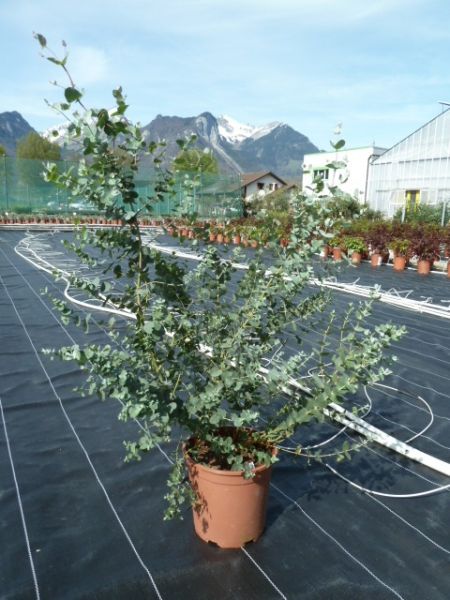 EUCALYPTUS GUNNII