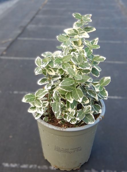 EUONYMUS EMERALD GAIETY