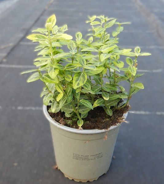 EUONYMUS EMERALD GOLD