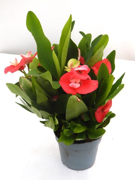 EUPHORBIA MILII