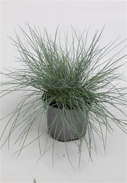 FESTUCA GLAUCA
