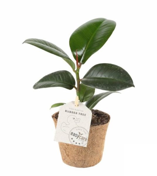 FICUS ELASTICA