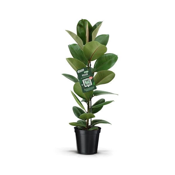 FICUS ELASTICA ROBUSTA