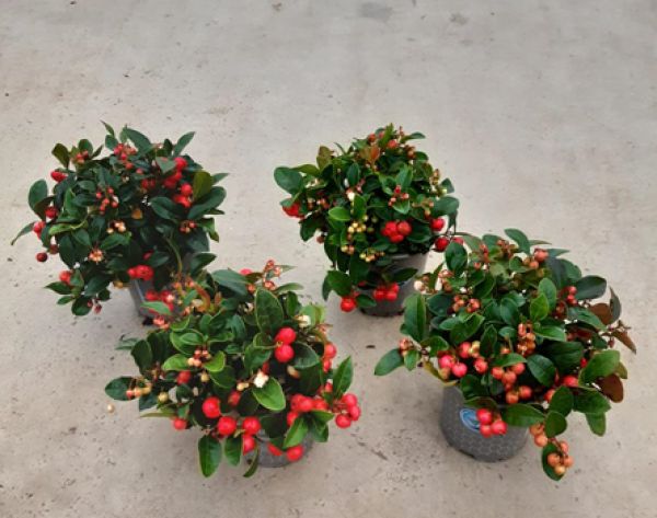 GAULTHERIA PROCUBENS