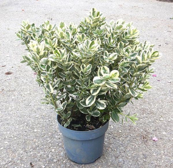 HEBE ANDERSONII DELPHINE VAR.