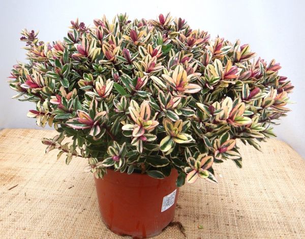 HEBE ANDERSONII TRICOLOR