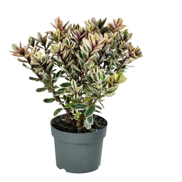 HEBE CLASSICA TRICOLOR