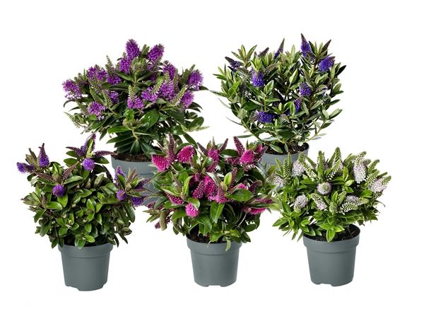 HEBE VERONICA DONNA MIX