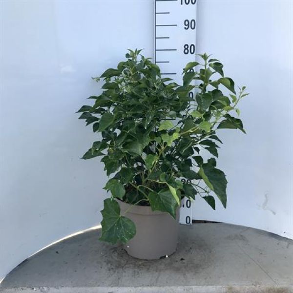 HEDERA HELIX ARBORECENS
