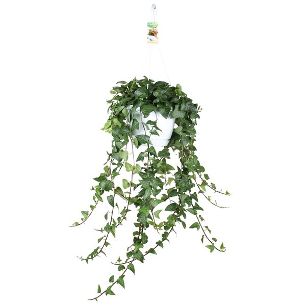 HEDERA HELIX SUSPENSION