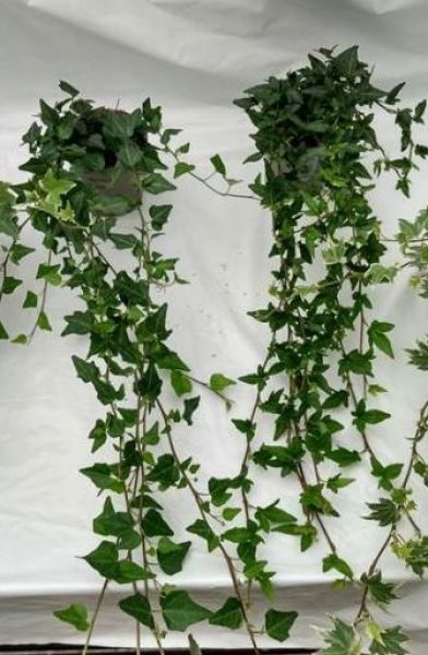 HEDERA HELIX VERT