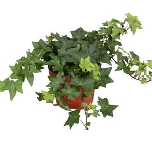 HEDERA HELIX VERT