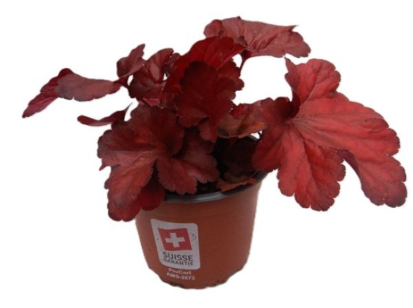 HEUCHERA FIRE ALARM